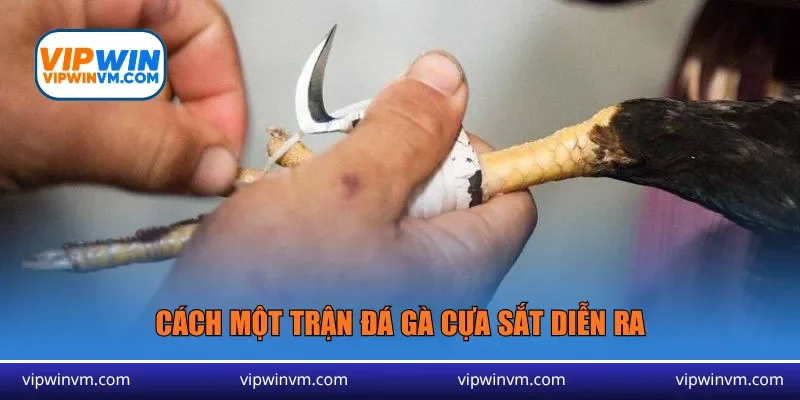 Cách một trận đá gà cựa sắt diễn ra