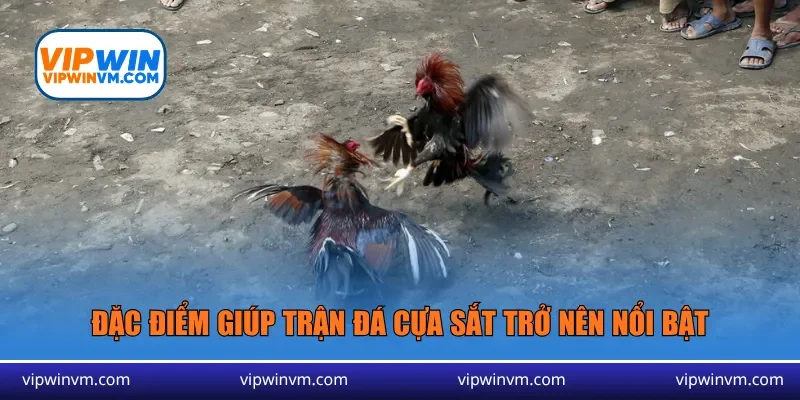 Đặc điểm giúp trận đá cựa sắt trở nên nổi bật