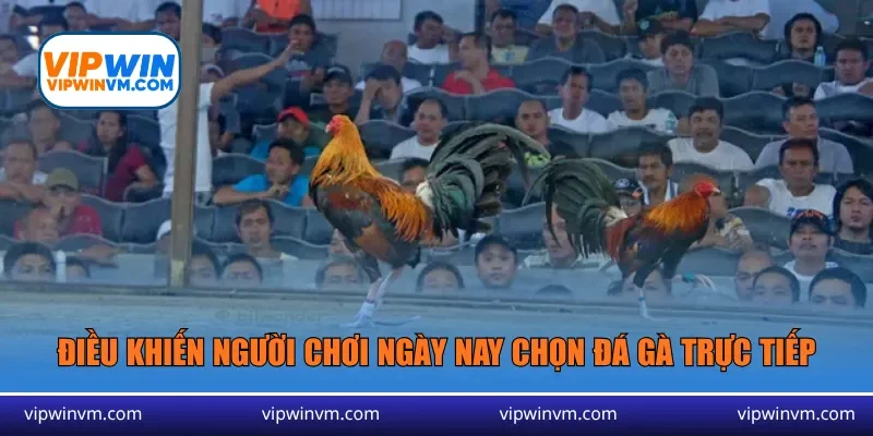 Điều khiến người chơi ngày nay chọn đá gà trực tiếp