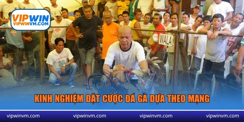 Kinh nghiệm đặt cược đá gà dựa theo mạng