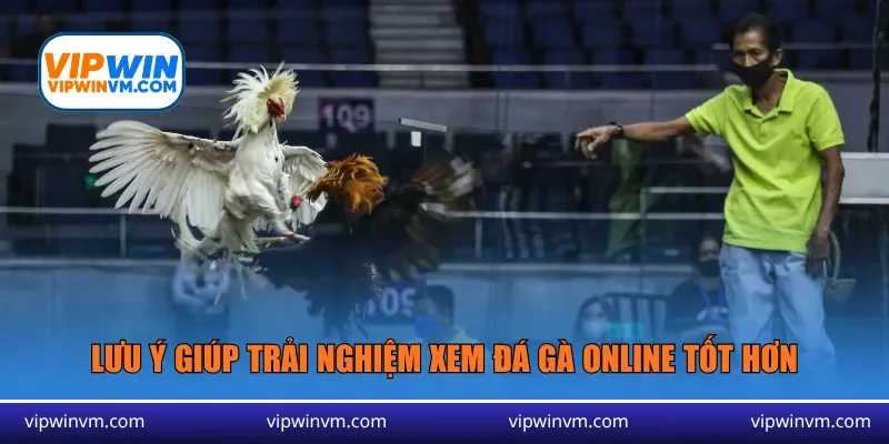 Lưu ý giúp trải nghiệm xem đá gà online tốt hơn
