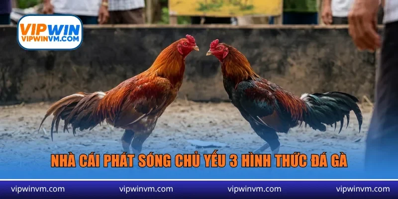 Nhà cái phát sóng chủ yếu 3 hình thức đá gà