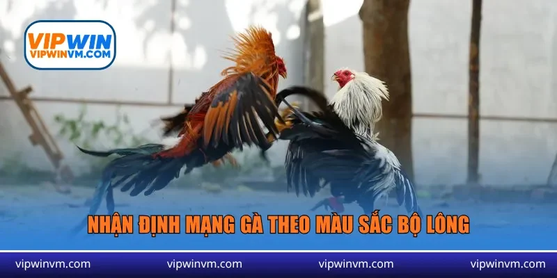 Nhận định mạng gà theo màu sắc bộ lông