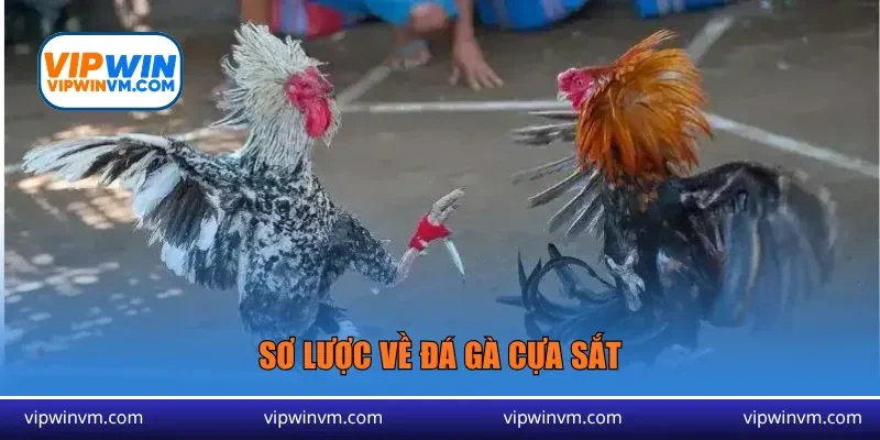 Sơ lược về đá gà cựa sắt