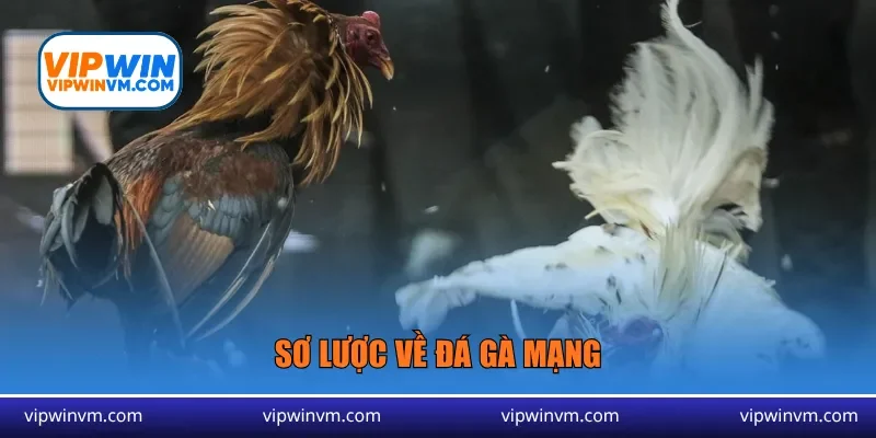 Sơ lược về đá gà mạng