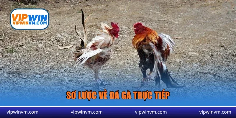 Sơ lược về đá gà trực tiếp